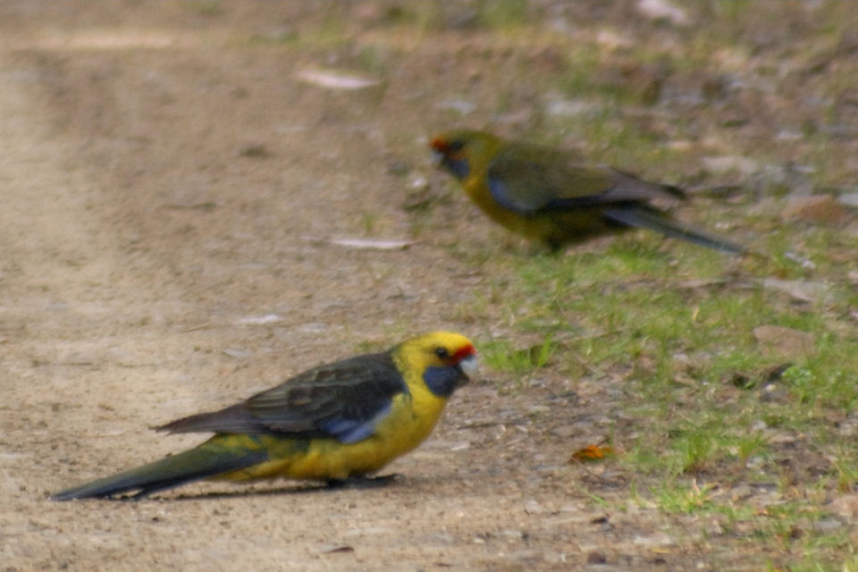 Green Rosella (Platycercus caledonicus)